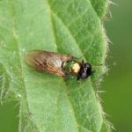 Prachtwapenvlieg - Chloromyia formosa