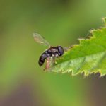 Gewoon Krieltje -Paragus haemorrhous