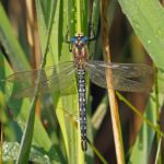 Glassnijder - man - Brachytron pratense