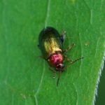 Gouden wilgenaardvlo -Crepidodera aurata