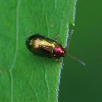 Gouden wilgenaardvlo -Crepidodera aurata