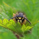 Gewone wesp -Vespula vulgaris