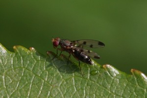 Grasvlieg -Geomyza tripunctata