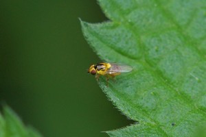 Grasvliegen -Halmvliegje spec. -Thaumatomyia spec.