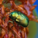 Bladhaantje - Cryptocephalus aureolus