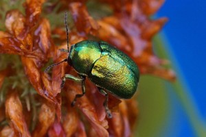 Bladhaantje - Cryptocephalus aureolus