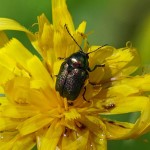 Bladhaantje - Cryptocephalus aureolus