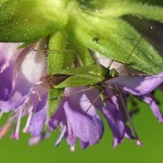 Groene Appelwants -Lygocoris pabulinus