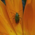 Groene Appelwants -Lygocoris pabulinus