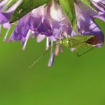 Groene Appelwants -Lygocoris pabulinus