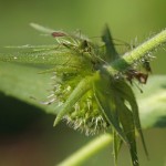 Groene Appelwants -Lygocoris pabulinus