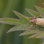 Zijdeglansbladsnuitkever - Polydrusus formosus