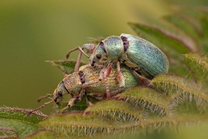 Groene Bladsnuitkever Phyllobius pomaceus