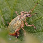 Groene Bladsnuitkever -Phyllobius pomaceus