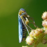 Groene Rietcicade - Cicadella viridis