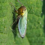 Groene Rietcicade -m Cicadella viridis