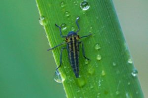 Groene Rietcicade -nimf-Cicadella viridis 