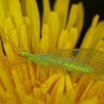 Groene Gaasvlieg of Goudoogje -Chrysoperla carnea