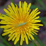 Groene Gaasvlieg of Goudoogje -Chrysoperla carnea