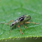 Groene Struiksnuitkever - Polydrusus sericeus