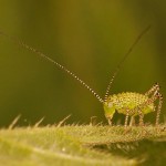 Groene Struiksprinkhaan - nimf