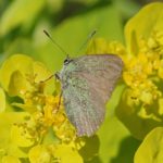 Groentje - Callophrys rubi - Lycaenidae