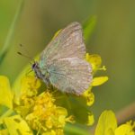 Groentje - Callophrys rubi - Lycaenidae