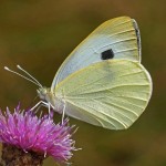 Groot Koolwitje - Pieris brassicae