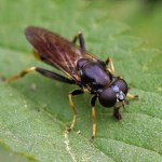 Grote Gouden Bladloper