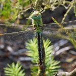 Grote Keizerlibel -Anax imperator (vrouw)