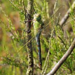 Grote Keizerlibel -Anax imperator (vrouw)