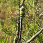 Grote Keizerlibel -Anax imperator (vrouw)