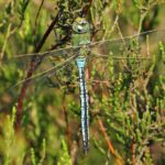 Grote Keizerlibel -Anax imperator - uitgekleurd man