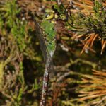 Grote Keizerlibel -vrouw-Anax imperator