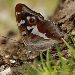 Grote Weerschijnvlinder -Apatura iris