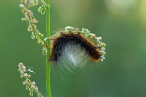 Rups -Grote beer - Arctia caja - rups