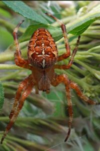 Kruisspin - Araneus diadematus 