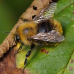 Akkerhommel - Bombus pascuorum