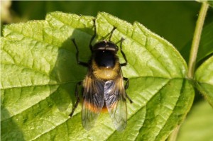 Hommelreus - Volucella bombylans