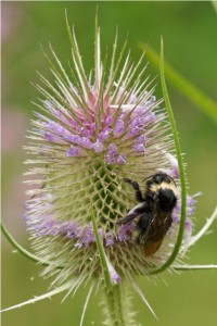 Gewone Koekoekshommel - Bombus campestris