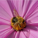 Akkerhommel - Bombus pascuorum