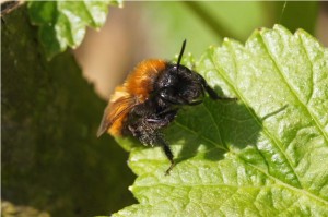 Vosje - Andrena fulvammel