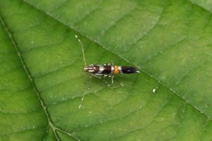 Hopprachtmot -Cosmopterix zieglerella