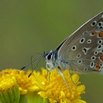 Icarusblauwtje ♂ Polyommatus icarus