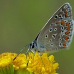 Icarusblauwtje ♂ Polyommatus icarus