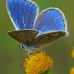 Icarusblauwtje ♂ Polyommatus icarus