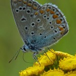 Icarusblauwtje ♂ Polyommatus icarus