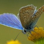 Icarusblauwtje ♂ Polyommatus icarus