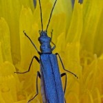 Schijnbok - Oedemera lurida