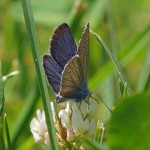 Klaverblauwtje -Cyaniris semiargus (niet zeker)